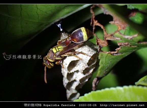 帶鈴腹胡蜂 Ropalidia fasciata_7.jpg