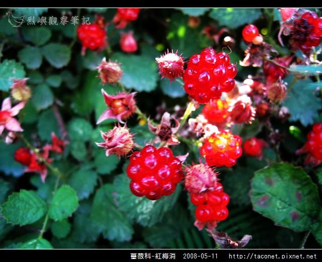 薔薇科-紅梅消-17.jpg