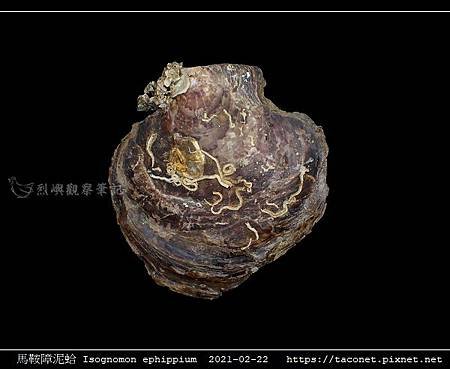 馬鞍障泥蛤 Isognomon ephippium_2.jpg