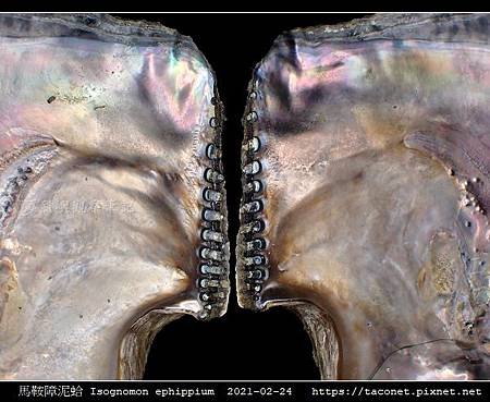 馬鞍障泥蛤 Isognomon ephippium_9.jpg