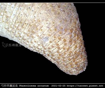 弓形革囊星蟲 Phascolosoma arcuatum_4.jpg