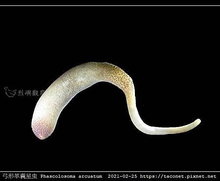 弓形革囊星蟲 Phascolosoma arcuatum_5.jpg