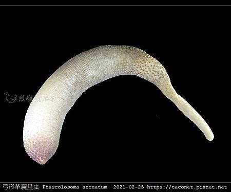 弓形革囊星蟲 Phascolosoma arcuatum_6.jpg