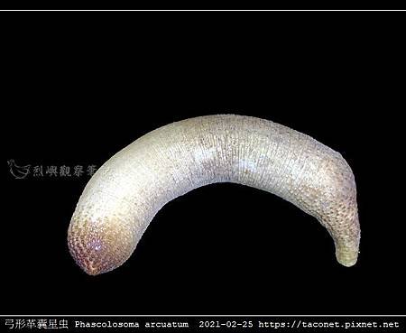 弓形革囊星蟲 Phascolosoma arcuatum_2.jpg