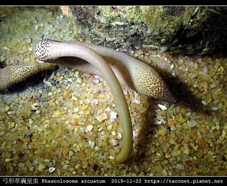 弓形革囊星蟲 Phascolosoma arcuatum_9.jpg