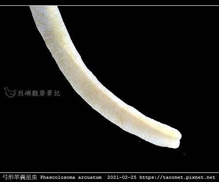 弓形革囊星蟲 Phascolosoma arcuatum_7.jpg