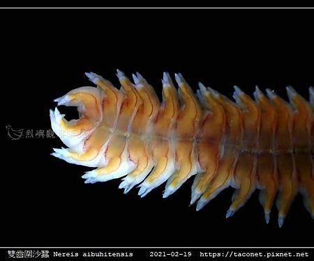 雙齒圍沙蠶 Nereis aibuhitensis_01.jpg