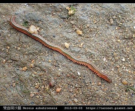 雙齒圍沙蠶 Nereis aibuhitensis_11.jpg