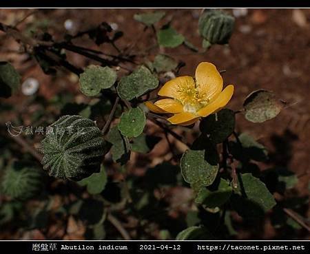 磨盤草 Abutilon indicum_06.jpg