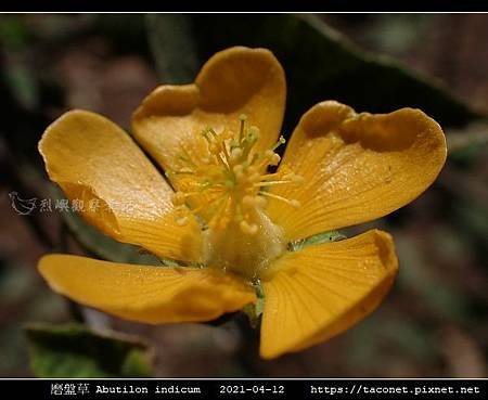 磨盤草 Abutilon indicum_03.jpg