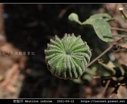 磨盤草 Abutilon indicum_02.jpg