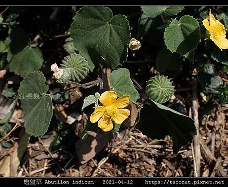 磨盤草 Abutilon indicum_10.jpg