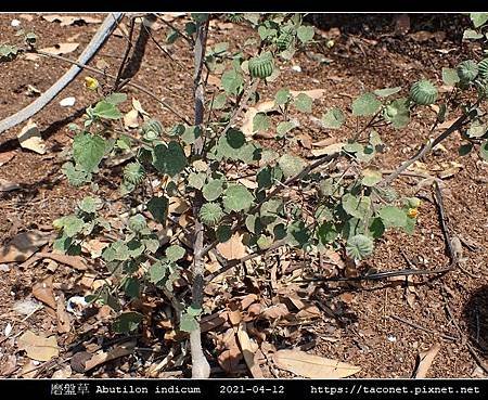 磨盤草 Abutilon indicum_08.jpg