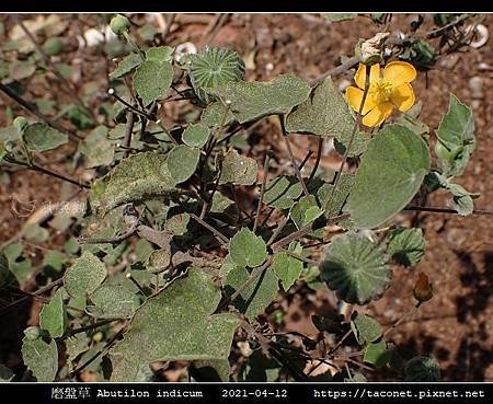 磨盤草 Abutilon indicum_07.jpg