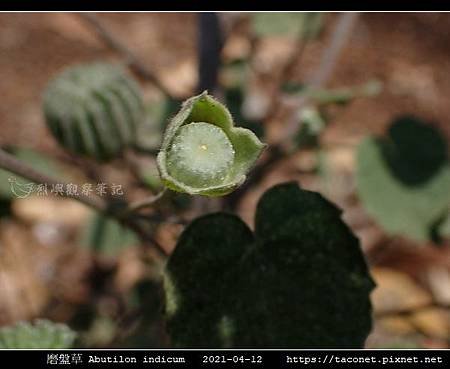 磨盤草 Abutilon indicum_09.jpg