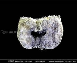 磨盤草 Abutilon indicum_13.jpg