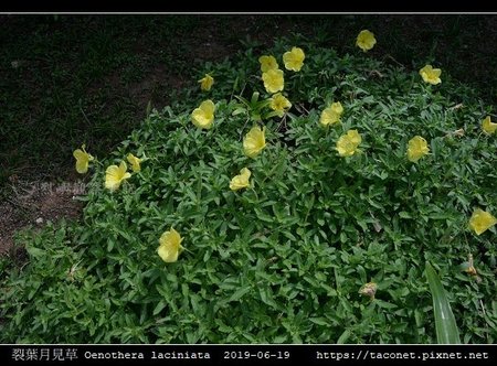 裂葉月見草 Oenothera laciniata_01.jpg