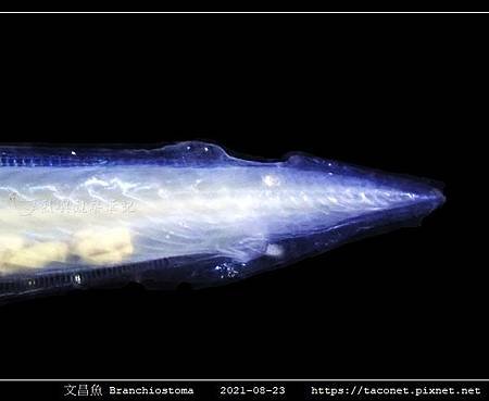 白氏文昌魚-尾.jpg