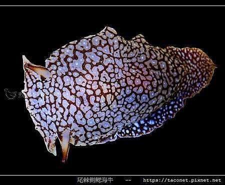 尾棘側鰓海牛 Pleurobranchaea brockii _9.jpg