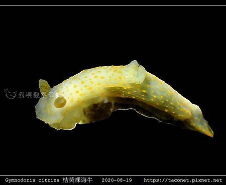 Gymnodoris citrina 桔黃裸海牛_02.jpg