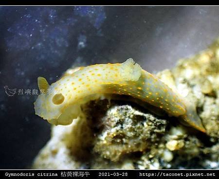 Gymnodoris citrina 桔黃裸海牛_03.jpg