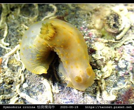 Gymnodoris citrina 桔黃裸海牛_06.jpg