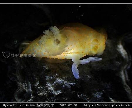 Gymnodoris citrina 桔黃裸海牛_08.jpg