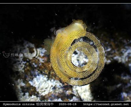 Gymnodoris citrina 桔黃裸海牛_09.jpg