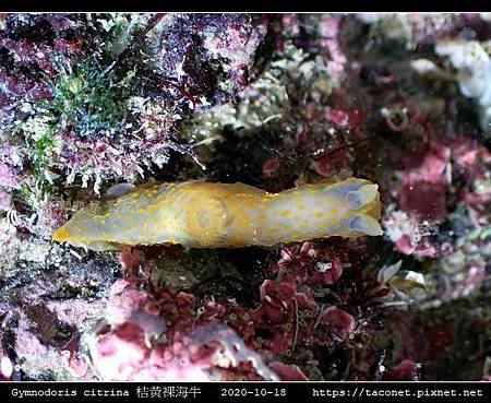 Gymnodoris citrina 桔黃裸海牛_11.jpg