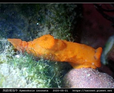 無飾裸海牛 Gymnodoris inornata_04.jpg