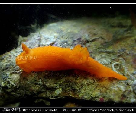 無飾裸海牛 Gymnodoris inornata_05.jpg