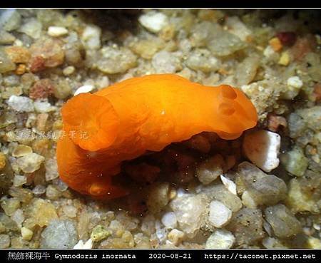 無飾裸海牛 Gymnodoris inornata_08.jpg