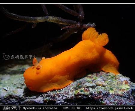 無飾裸海牛 Gymnodoris inornata_11.jpg