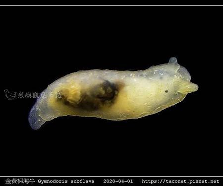 金黃裸海牛 Gymnodoris subflava_09.jpg