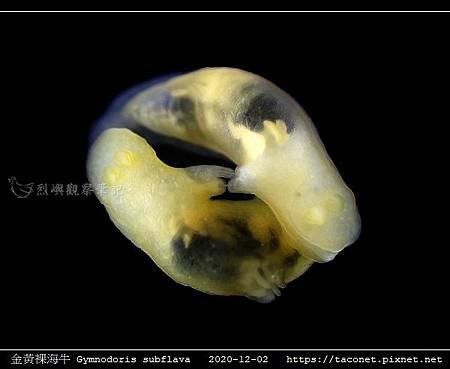 金黃裸海牛 Gymnodoris subflava_13.jpg