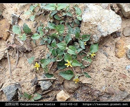 金腰箭舅 Calyptocarpus vialis_03.jpg