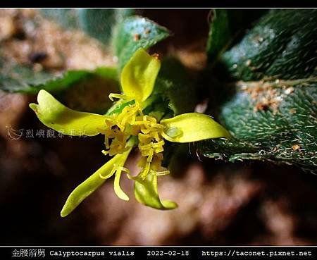 金腰箭舅 Calyptocarpus vialis_06.jpg