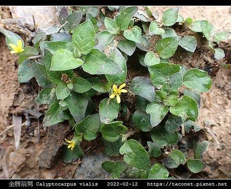 金腰箭舅 Calyptocarpus vialis_02.jpg