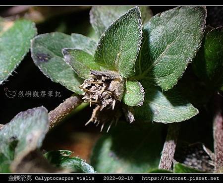 金腰箭舅 Calyptocarpus vialis_13.jpg