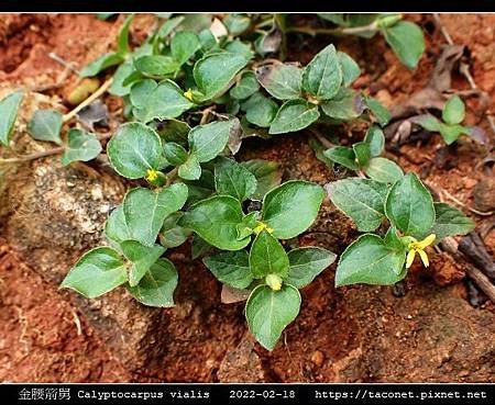 金腰箭舅 Calyptocarpus vialis_10.jpg