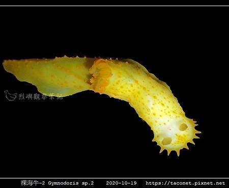 裸海牛未知種-2 Gymnodoris sp2_03.jpg