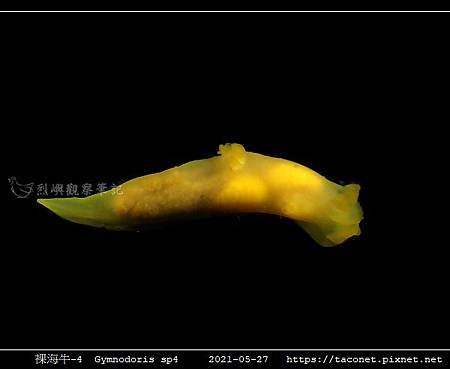 裸海牛未知種-4 Gymnodoris sp4_1.jpg