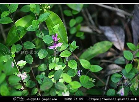 瓜子金 Polygala japonica_05.jpg