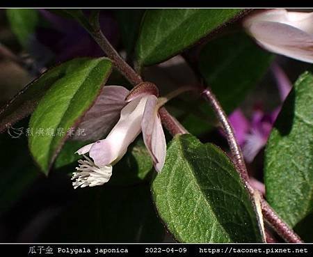 瓜子金 Polygala japonica_10.jpg