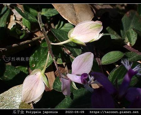 瓜子金 Polygala japonica_08.jpg