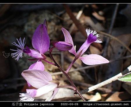 瓜子金 Polygala japonica_14.jpg