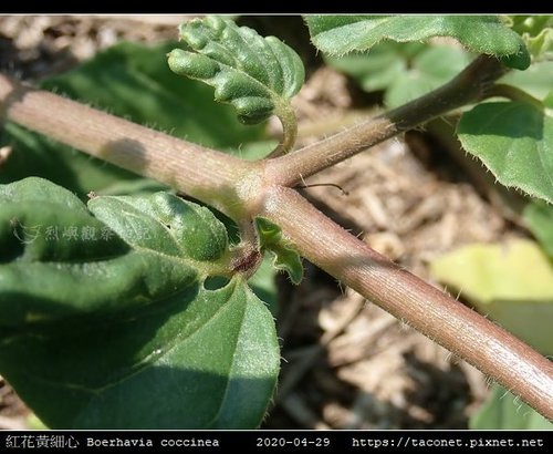 紅花黃細心 Boerhavia coccinea_03.jpg