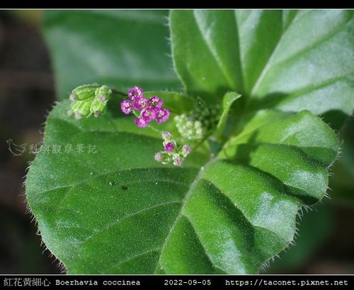 紅花黃細心 Boerhavia coccinea_07.jpg