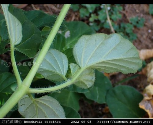 紅花黃細心 Boerhavia coccinea_08.jpg