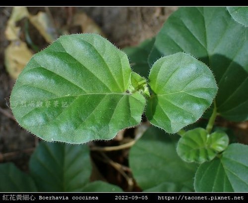 紅花黃細心 Boerhavia coccinea_10.jpg